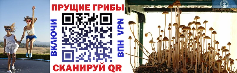 Купить  Кунгур  Псилоцибиновые грибы MAGIC MUSHROOMS 
